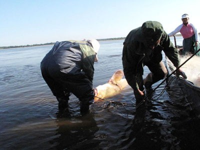 “Quái ngư” được xác định là cá tầm bị ngư dân bắt được tháng 9/2010 trên sông Hắc Long – đường biên giới tự nhiên giữa Trung Quốc và Nga với chiều dài 3 mét và trọng lượng hơn 250 kg.